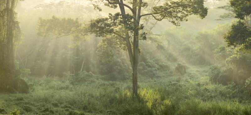 《神圣的树》,主角是万礼某处一棵25米高的榴梿树,谢恩赐初次看见就联想到孤树被晨曦光线包围的画面。(谢恩赐提供)