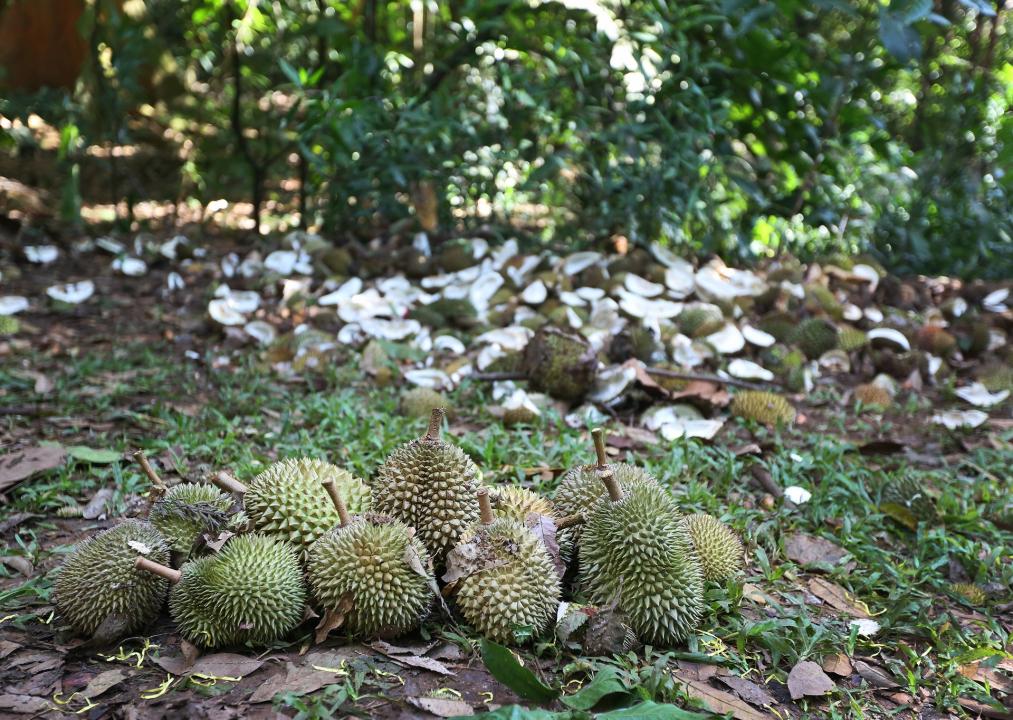 20190716_news_pulauubin_Medium.jpg