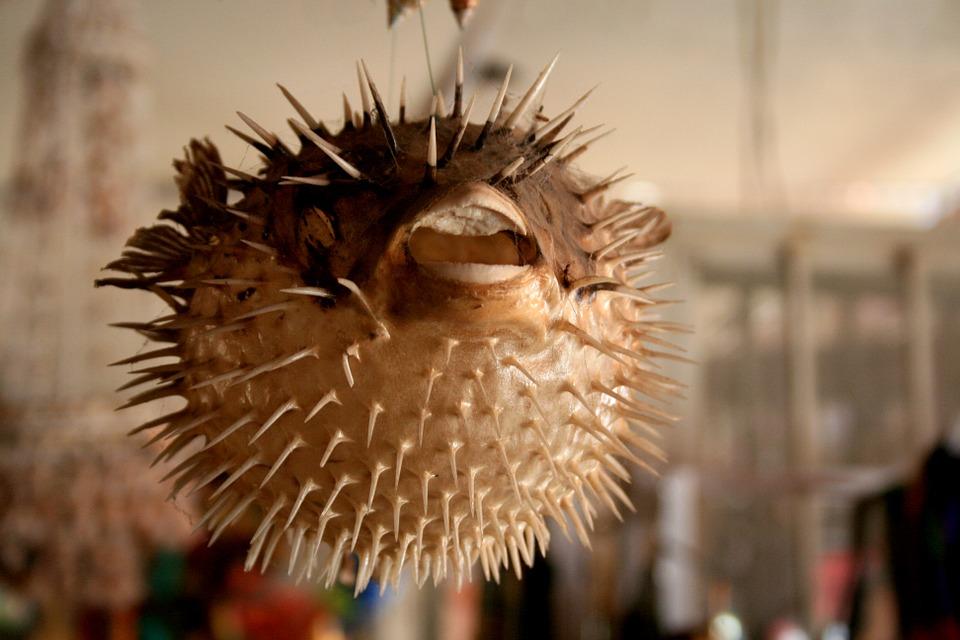 puffer-fish-882440_960_720_Large.jpg