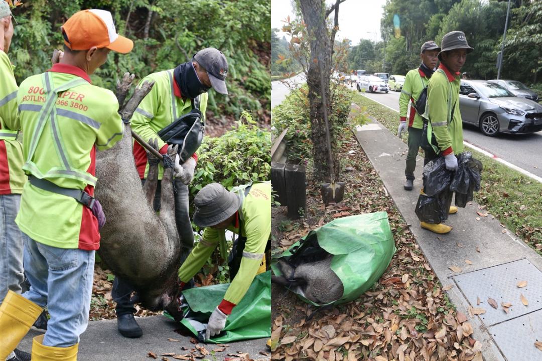 一头大野猪清晨疑被汽车“撞后逃”横尸万礼路中央分界堤旁，当局今早派人将它抬离现场。（邬福樑摄）