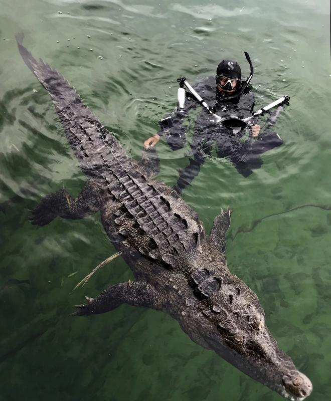 王觐程在古巴水域与鳄鱼非常接近。