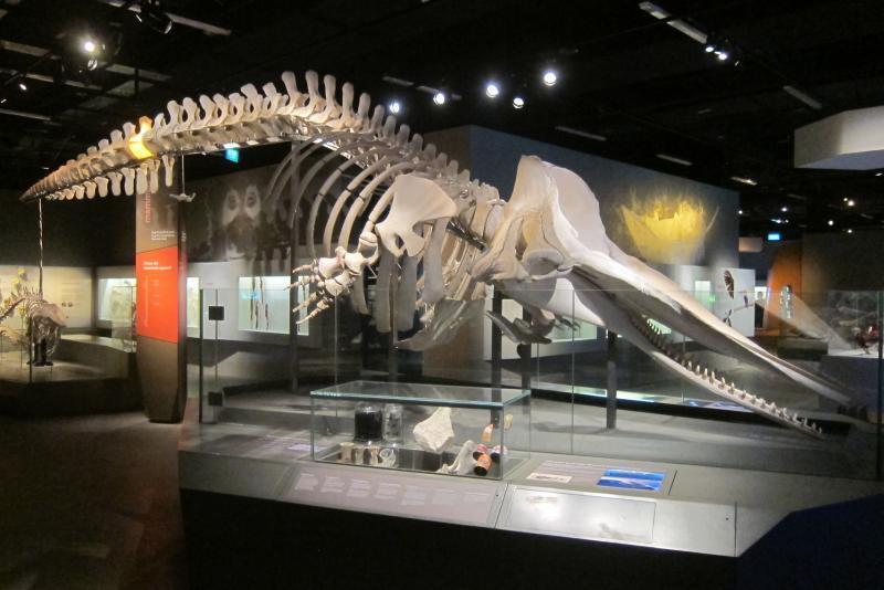 zb_0916_museum_whale_Medium.jpg