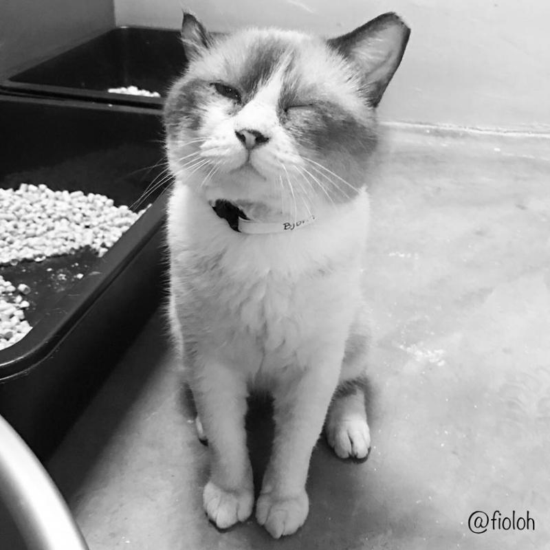 比约恩获救后“告诉”蔡丽晶它很期待展开新生活。(受访者提供)