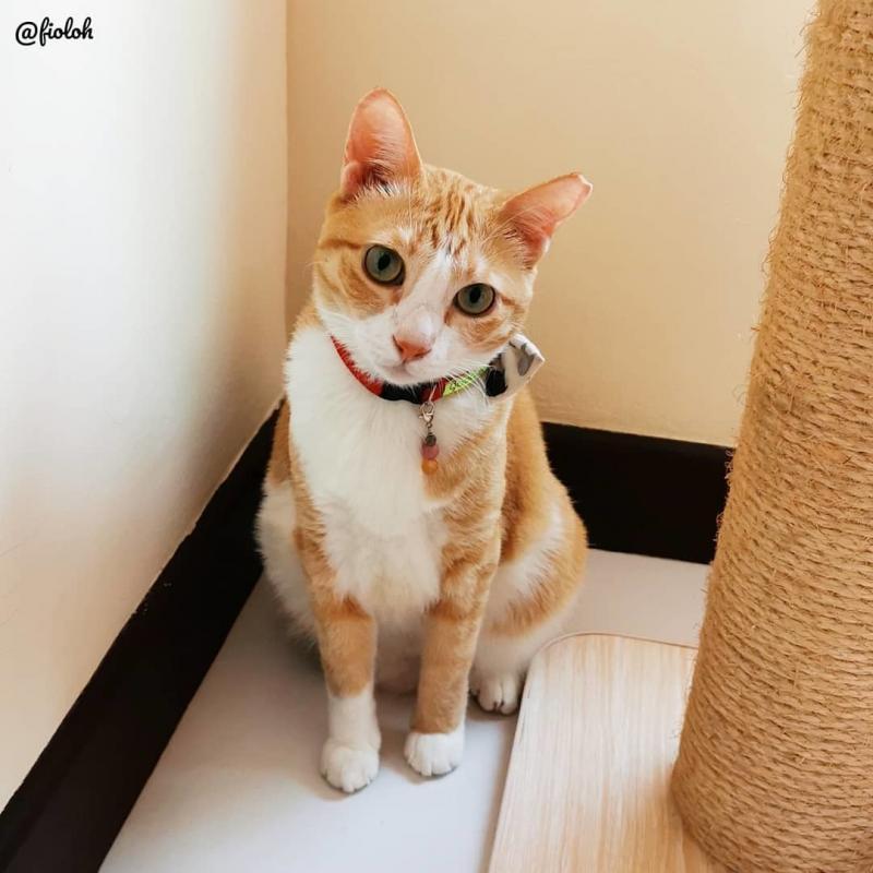 罗太太的猫菲丽丝在与蔡丽晶沟通时,传达希望能拯救老狗的信息。(受访者提供)