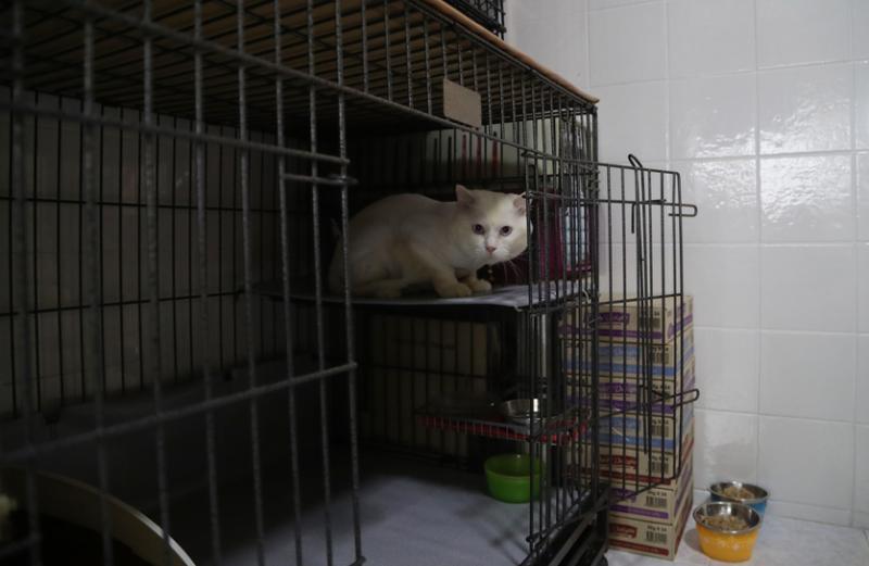 霍根刚到第二个寄养家庭时,一直待在笼子里不肯出来。(饶进礼摄)