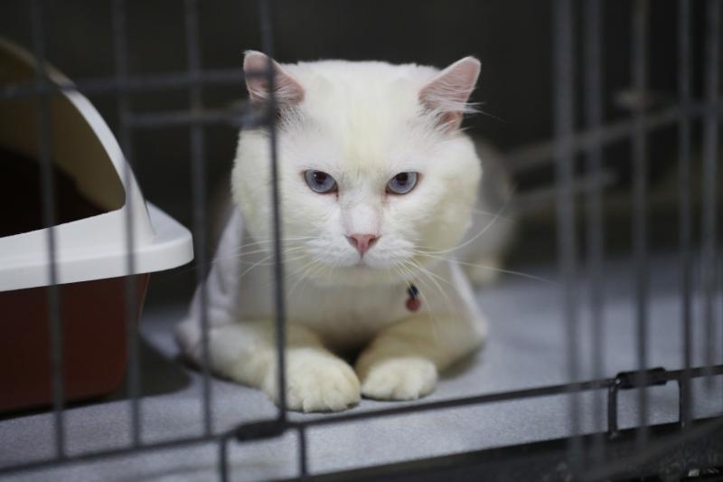 意志消沉的霍根,不但不让寄养家庭的主人抚摸,只要有人靠近它就会伸出猫爪攻击对方。(饶进礼摄)