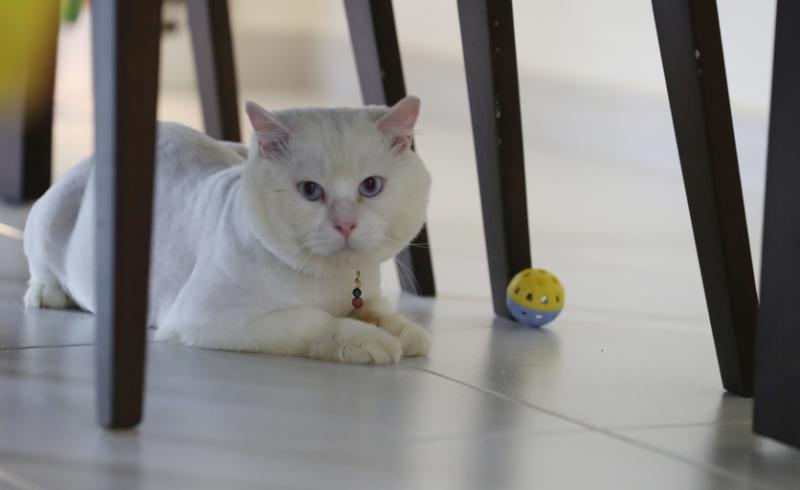 由于不断转换寄养家庭,霍根向蔡丽晶传达自己有遭人遗弃的不安。(饶进礼摄)