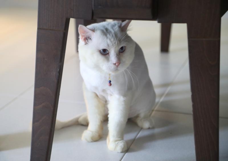 动物传心师蔡丽晶和霍根沟通后,它第二天就走出笼子。(饶进礼摄)