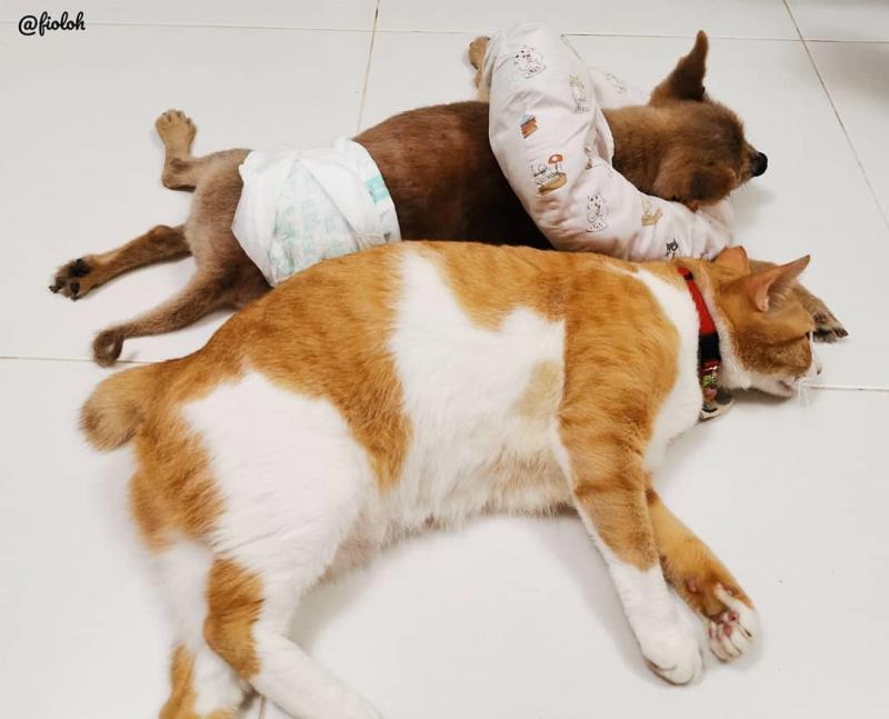 罗太太透过动物传心师蔡丽晶,告诉宠物猫菲丽丝要多陪伴病重的老狗。(受访者提供)