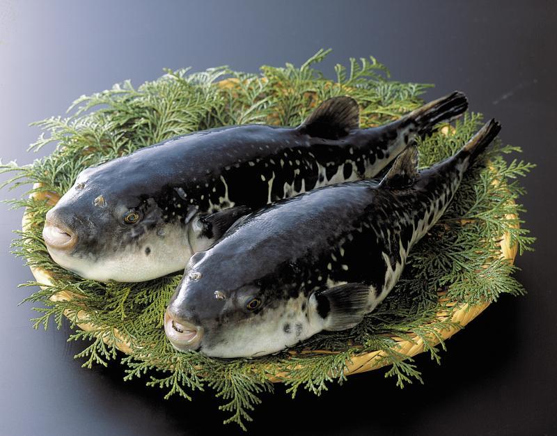 日本专门养殖有“河豚王”美称的虎河豚,它的肉质扎实鲜美,熬出来的上汤特别醇厚。(福太郎本部提供)