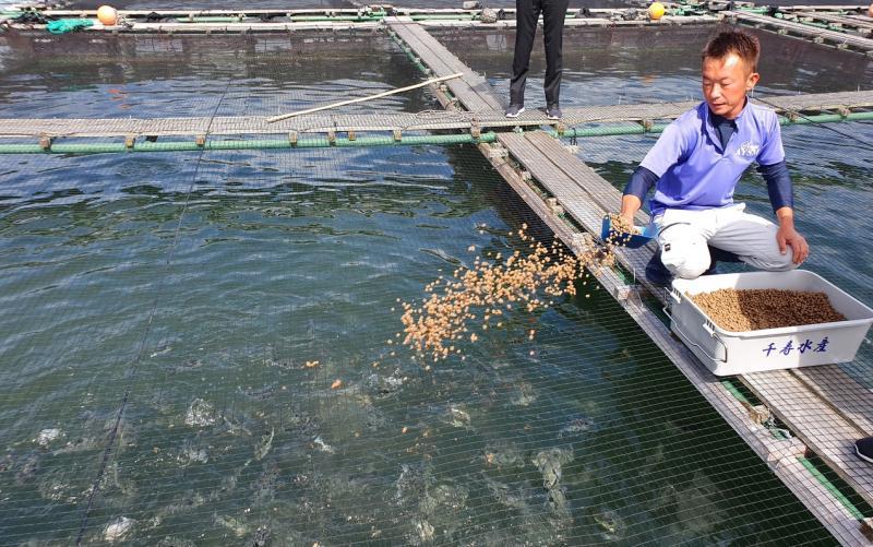 养殖河豚食用特别配方的饲料,体内不会累积毒素,可放心食用。