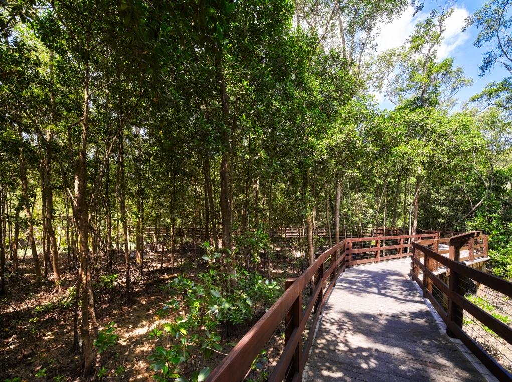 20191219_news_pasir_ris_mangrove_boardwalk_1_Large.jpg