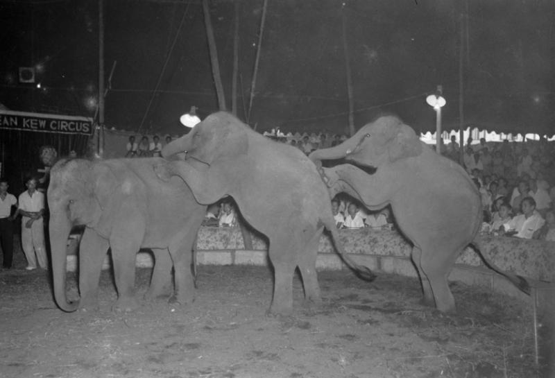 图中的大天球马戏团和另一家沈常福马戏团,是许多村民至今仍津津乐道的回忆。(档案照)