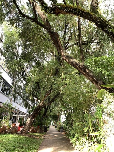 让人忍不住想慢下脚步的树荫。