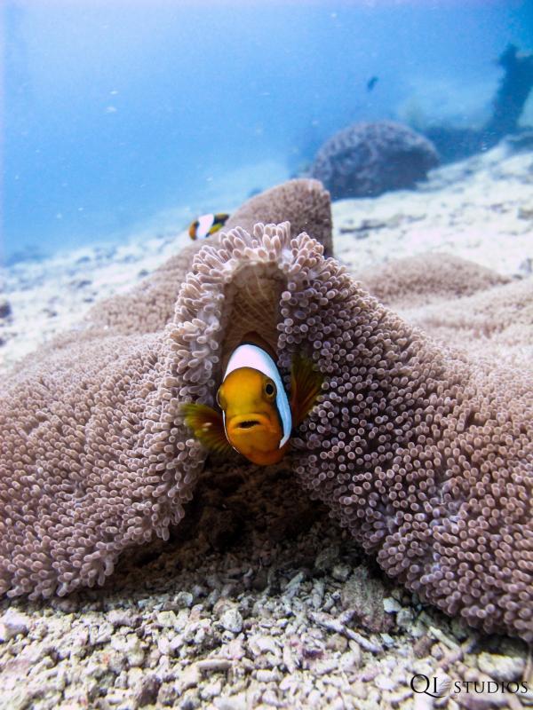 林安琪的海下摄影作品。