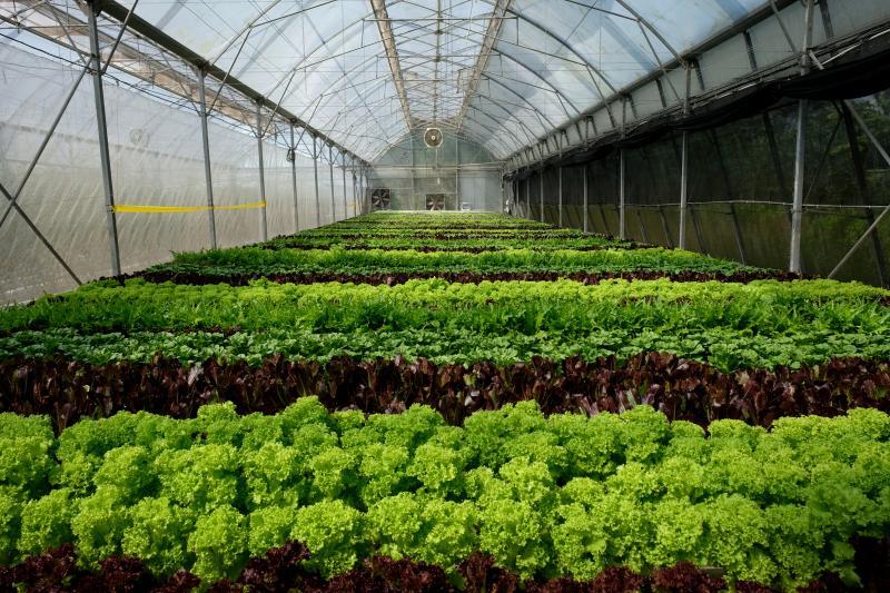 高科技农场MEOD引进外国水耕法的成效不错,未来打算朝这个方向发展。