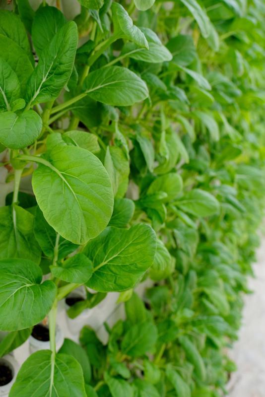 新加坡超过200家大小农场一直在为国人默默耕耘。