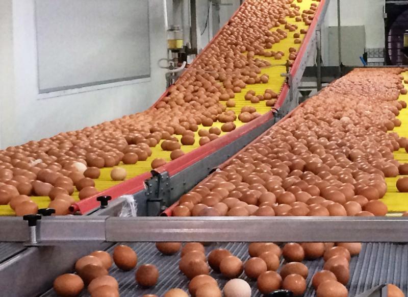 安安农场从母鸡喂食到鸡蛋装箱都由全自动化系统完成。(安安农场提供)