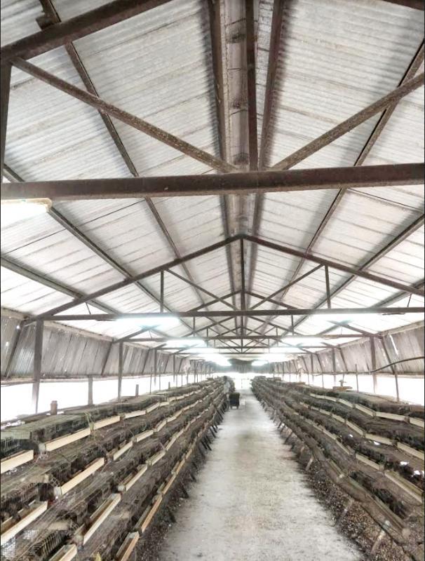 联华行的笼子高四层,饲养四五万只鹌鹑,每天可供应约2万个鹌鹑蛋。(联华行提供)