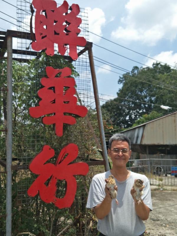 联华行老板何惠宾:鹌鹑蛋营养又有经济效益。(联华行提供)