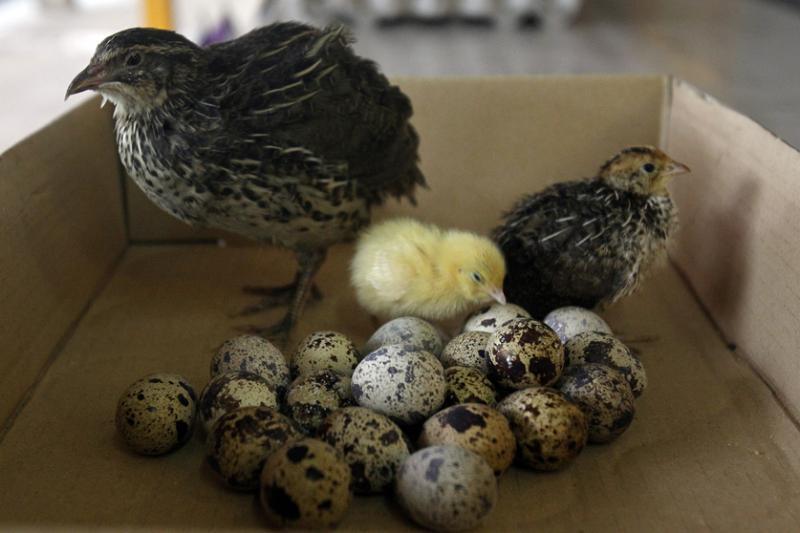 鹌鹑从孵化到成年可下蛋的周期约63天。(档案照片)