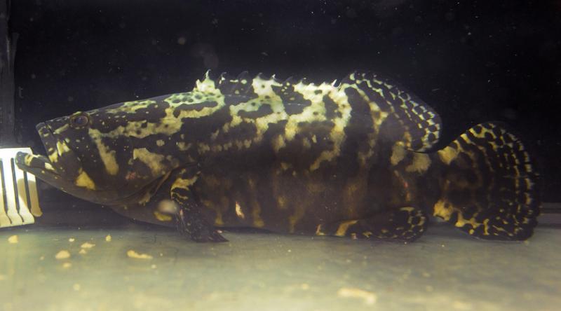 渔场有100个养殖海鱼的渔网,每个网可养殖2000尾大鱼和5000尾小鱼。