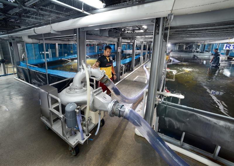 阿波罗集团是全球首个现代自动化陆地垂直海产养殖场。(阿波罗集团提供)