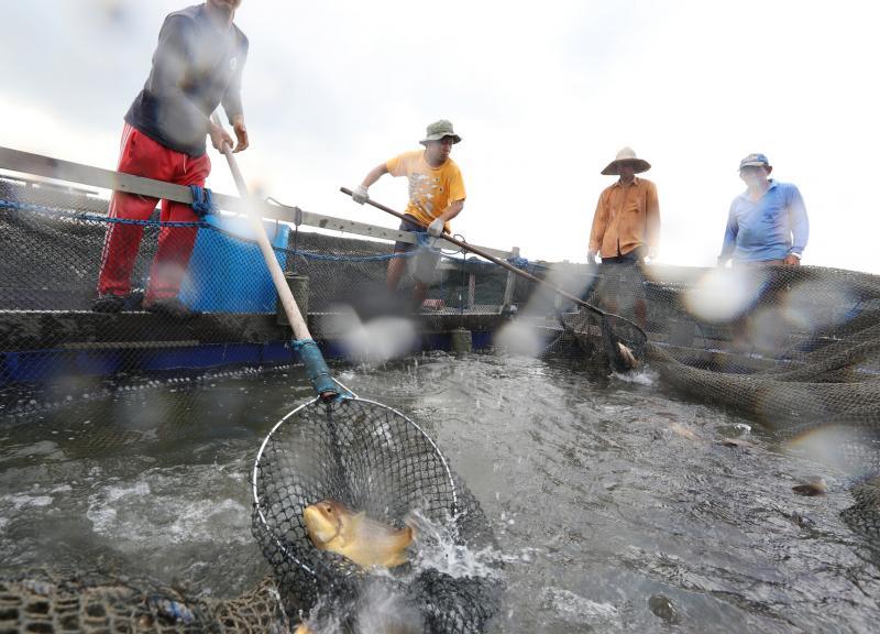 新加坡122家渔场的产量占我国去年总消耗量10%,渔夫渔场是其中一家沿海渔场。(档案照片)