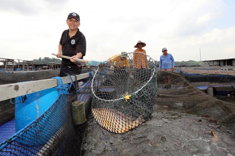 渔夫渔场总裁王典宝以高科技养殖海鱼。(档案照片)