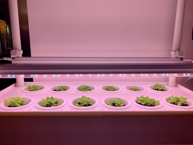 陈婷婷与室友添购装置LED灯光的多层垂直架子，种植生菜等蔬菜。