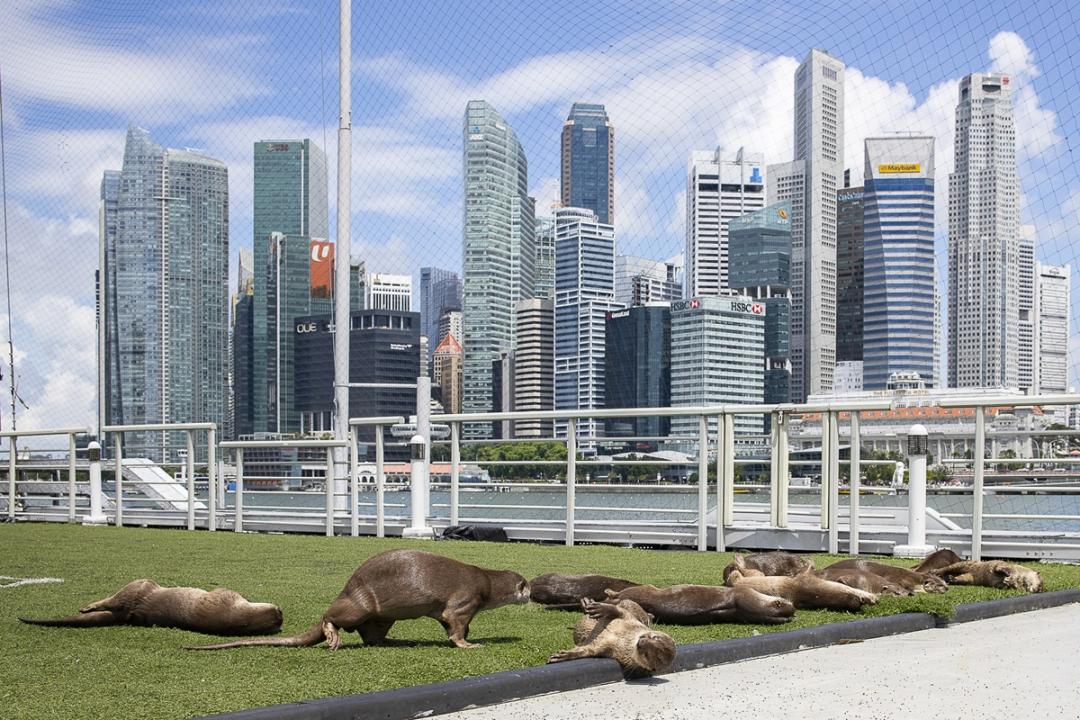 新加坡是国际公认人与水獭和谐共处的城市典范,世界各地的水獭专家会特意来新取经学习。水獭工作小组上月曾指,水獭若能在新加坡这样的宜居城市生存,将可证明城市也是水獭重要生命线之一。(受访者提供)