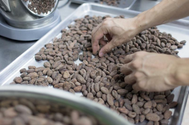 本地精品手工巧克力的制作，从选可可豆开始。（Fossa Chocolate提供）