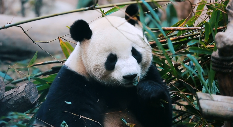 20200805_cheng_du_mei_xue_04_Large.png