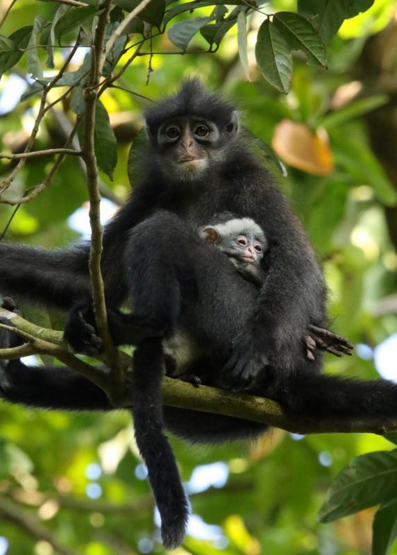 在我国濒临绝种的印度尼西亚叶猴。(档案照)