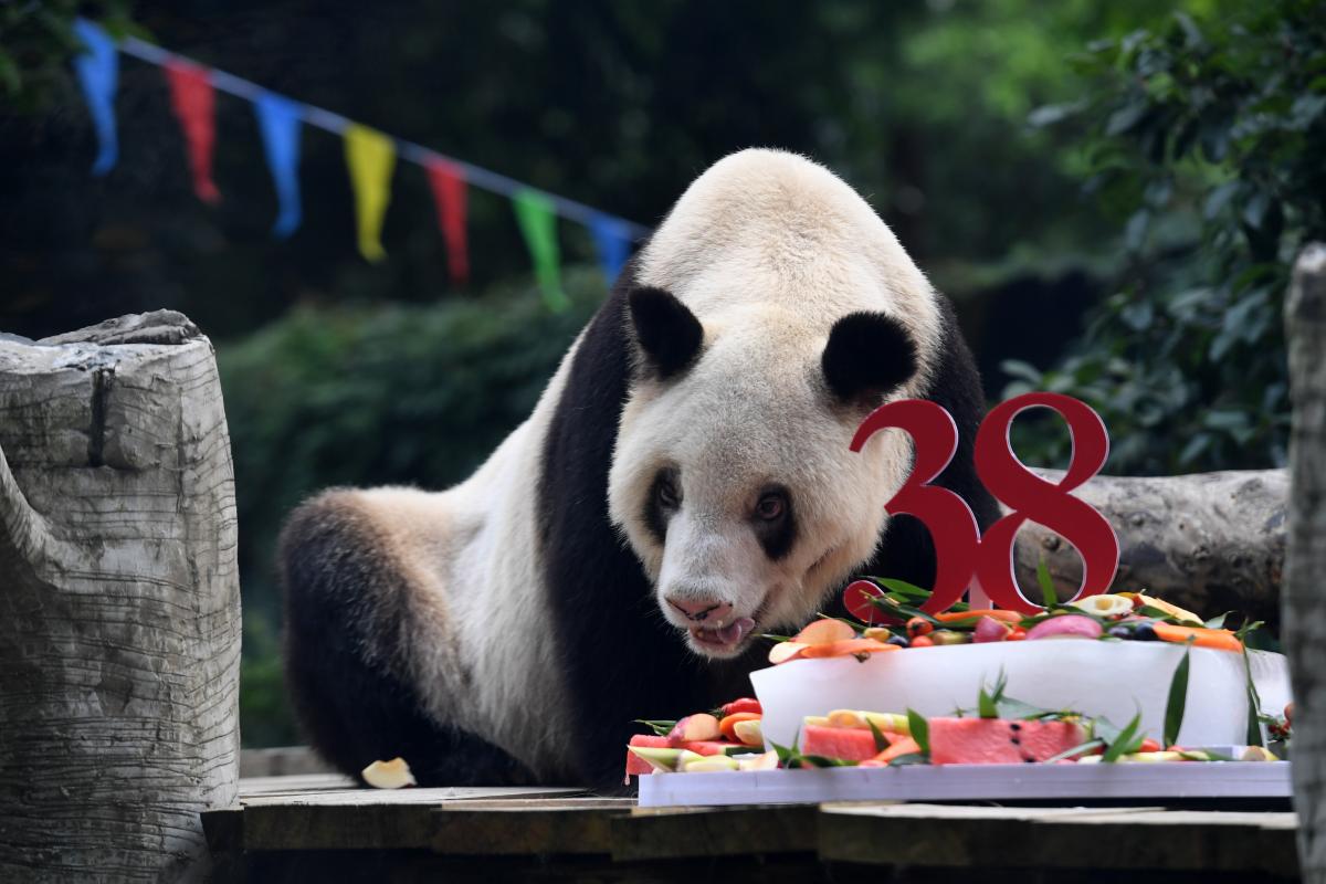 20200817_m_xiong_mao__Large.jpg