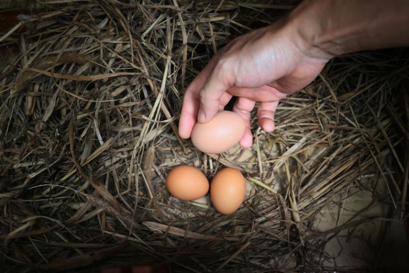 养宠物鸡的一大乐趣是几乎天天都有新鲜鸡蛋可捡。(龙国雄摄)