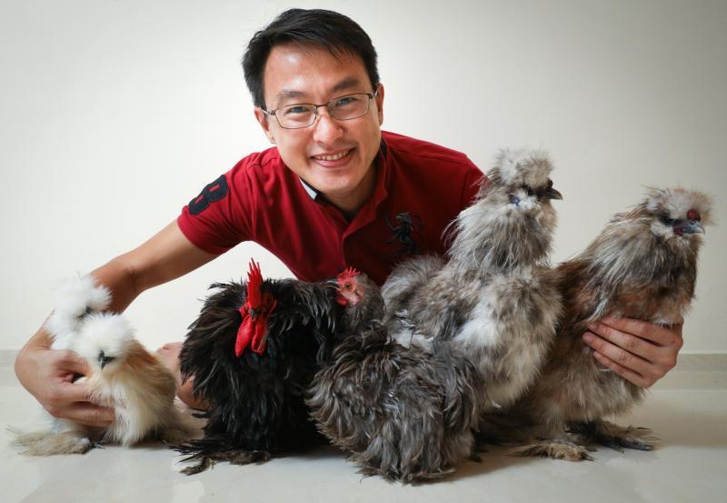 安迪苏亚太区总裁黄超和所养的宠物鸡会和小孩互动,他通过养鸡向小孩灌输爱护小动物的观念。(林泽锐摄)