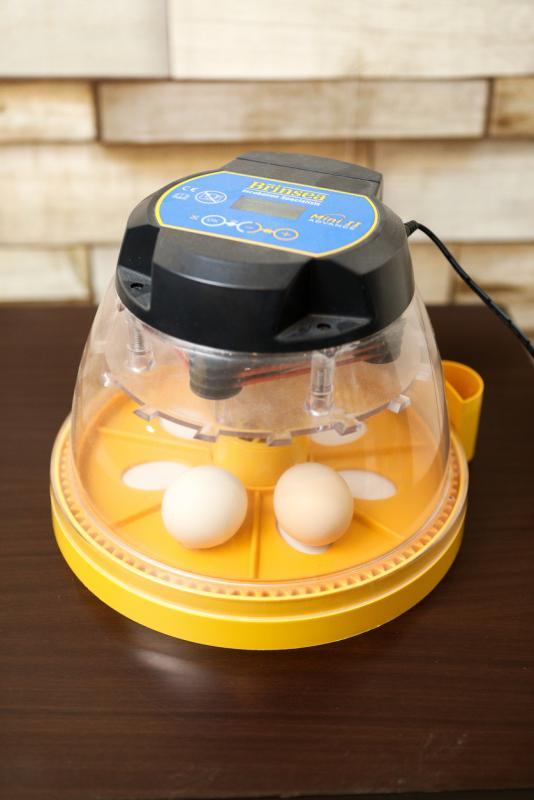 孵化器可帮助减轻母鸡孵蛋的压力,需21天才能孵出小鸡。(林泽锐摄)