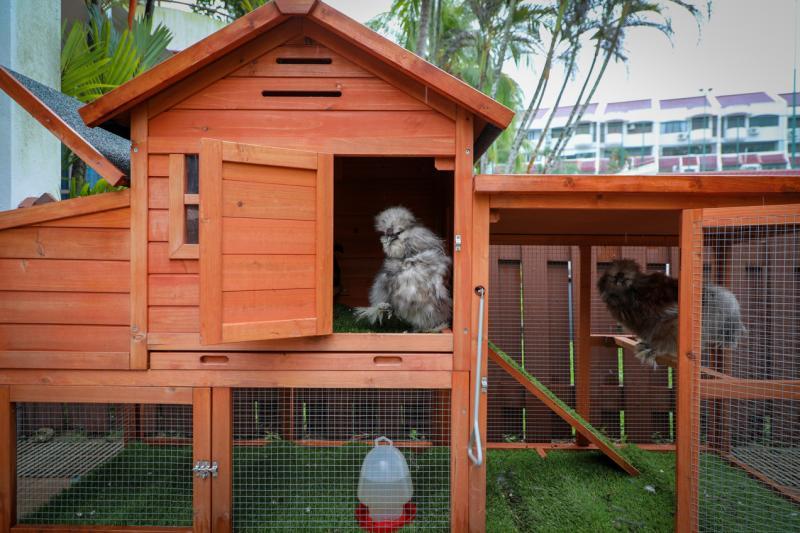 城市鸡舍空间宽敞,看来相当舒适。( 林泽锐摄)