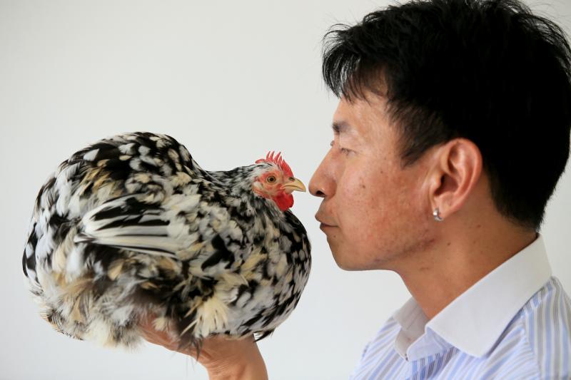 Fowl Mouthed Family社媒群组发起人胡玉铭的鸡养在组屋内。(龙国雄摄)