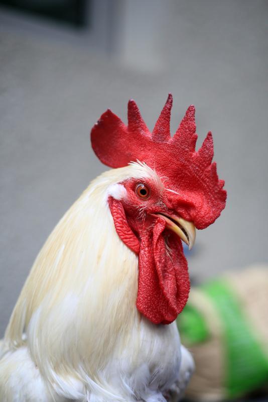 避免制造噪音,可调整公鸡起床的时间或使用颈圈。(龙国雄摄)