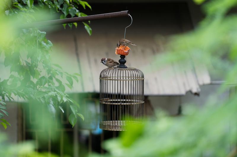 芽笼3巷是一片人、神与动植物共享的土地。