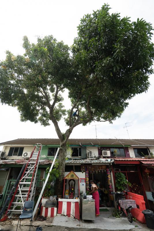 印度庙结实的芒果树树龄比庙还久。