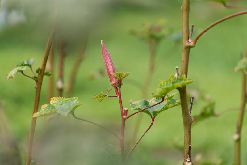 阳光雨露的结晶——秋葵。