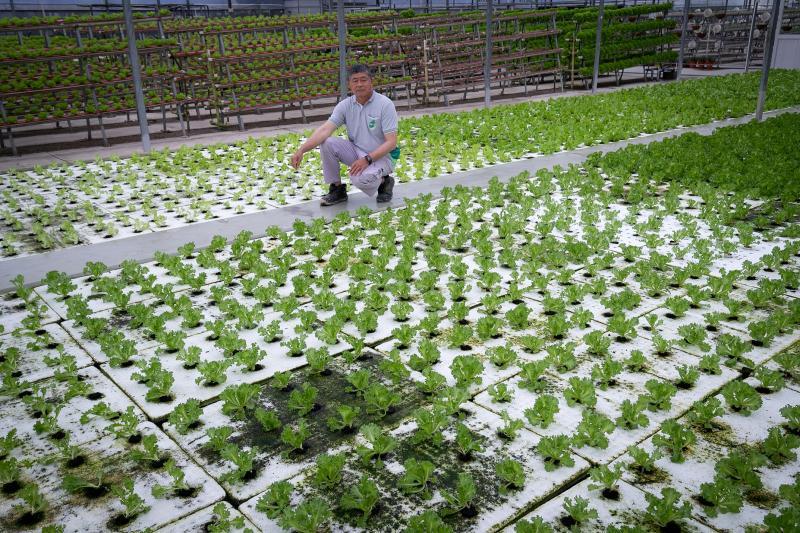 国华科艺农场建设了一间研究水耕为目的的温室,实践不同系统的水耕方法。