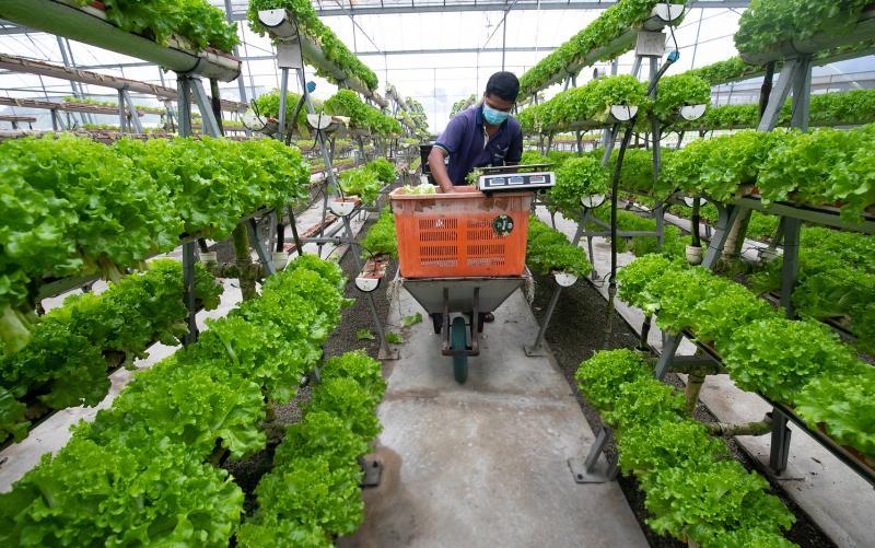 40年走来,从一公顷的菜园发展到如今拥有七片耕地的国华科艺农场,正在面临从土耕到水耕的转型期。