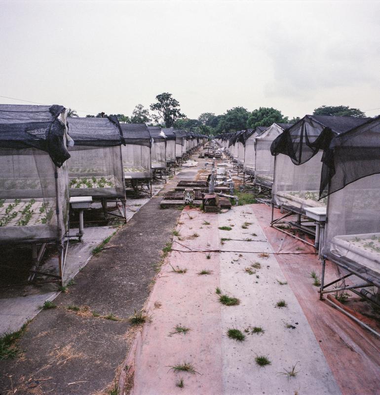 胡进发水耕农场创立于1991年,占地2.4公顷,去年7月1日停业后不再申请新土地。(受访者提供)