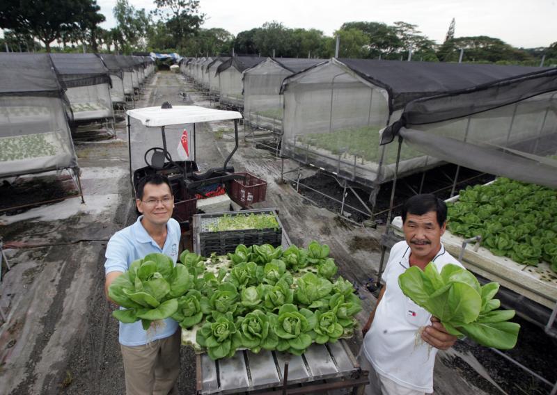 胡进发水耕农场的两名执行董事胡育斌(右)与胡育强都是胡家第三代农夫。(档案照)