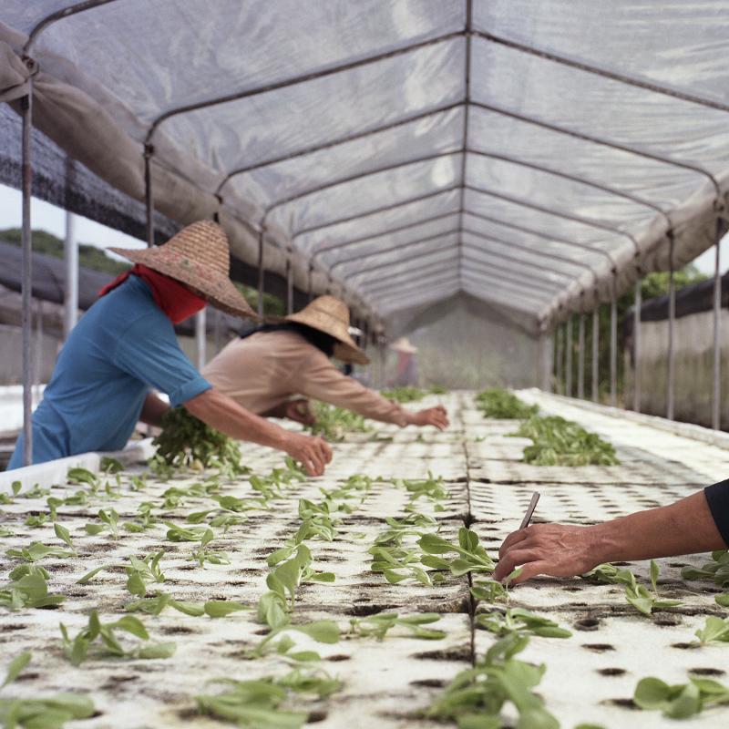 胡进发水耕农场采用动态式浮根水耕法种植本地常见的空心菜、小白菜、菜心等。(受访者提供)