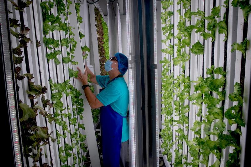 农业科技公司Archisen的室内农场,采用模块化设计,将蔬菜种植在直立的水耕塔上,每年的蔬菜产量大约在100吨左右。杨惠杰认为,本地的农业科技公司也拥有自己的生长周期,不应该拔苗助长。